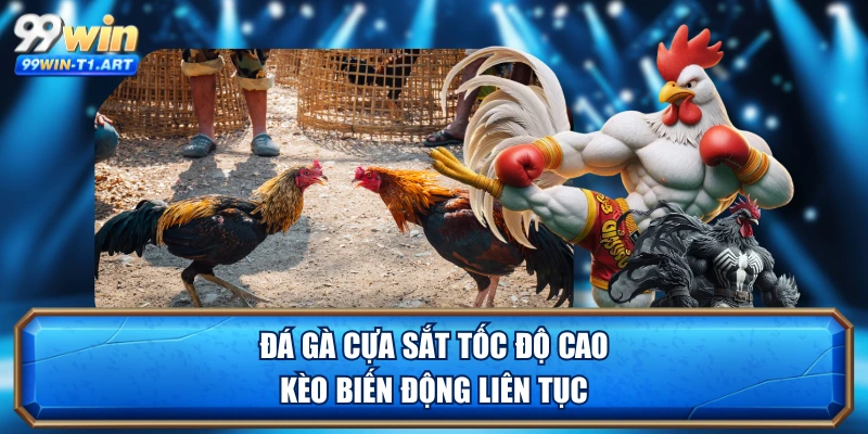 Đá gà cựa sắt tốc độ cao, kèo biến động liên tục